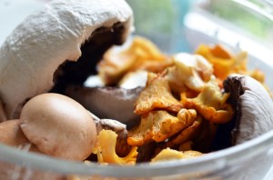 Nekoliko vrsta gljiva